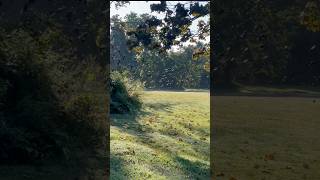 Black Birds back in PA Fall is Near birds birdlover nature pennsylvania backyardbirding [upl. by Ahsenre]