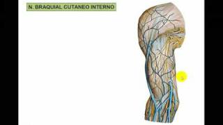 PLEXO BRAQUIAL 5 NERVIO BRAQUIAL CUTÁNEO INTERNO [upl. by Fennessy]