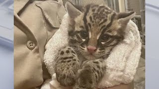 LA Zoo welcomes ocelot kitten [upl. by Htiek460]