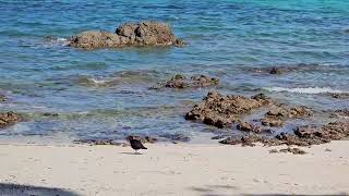 Variable oystercatchers at Hobbs beach  TiriTiri Matangi  New Zealand  New Zealand Birds [upl. by Wylma]