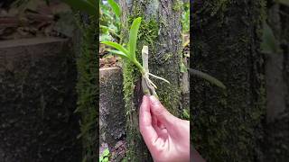 propagation dendrobium plants on wood short [upl. by Greiner]