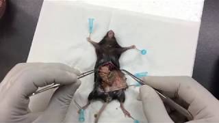 How to harvest lymph node and spleen from mouse [upl. by Ahsram]