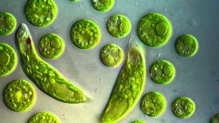 Chlamydomonas amp Euglena viridis [upl. by Aliuqet348]