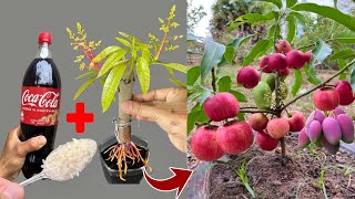 Wow New idea to reproduce mango tree with apple to get fruit together on a single tree [upl. by Latia955]