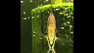 angelfishbreeding angelfish 6 November 2024 viralvideo tranding short aquarium [upl. by Adnahcir]