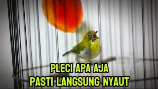 PANCINGAN PLECIPLECI GACOR EMOSI MANGGIL LAWAN FULL NEMBAK🔥 [upl. by Neit]