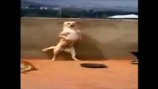 perro bailando merengue [upl. by Delores]