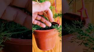 Helecho plantas jardineando tipsplantas jardines jardin helechos jardinencasa plantastips [upl. by Yanttirb]