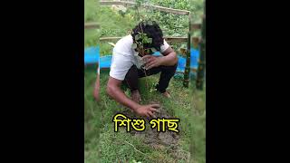 শিশু গাছ Dalbergia sissoo🌲🌲🌲🌲 [upl. by Freddy]