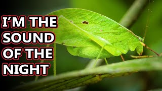 Katydid facts called bush crickets but thats confusing  Animal Fact Files [upl. by Yeldahc]