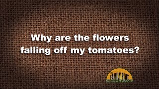 QampA – Why are flowers falling off my tomatoes [upl. by Farver523]