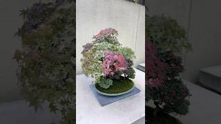 Japanese maple bonsai bonsai nature art [upl. by Attezi930]