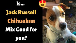 Jack Russell Chihuahua Mix breed Jack Chi Is it a Suitable breed for you [upl. by Sllew]