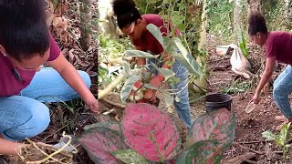 🌿🚨 Invadiendo terreno privado 🤯 TODO POR SUSTRATO PARA LAS PLANTAS 🫢 [upl. by Richmound]