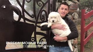 Italian Maremma Livestock Guardian Sheepdogs [upl. by Jereld]