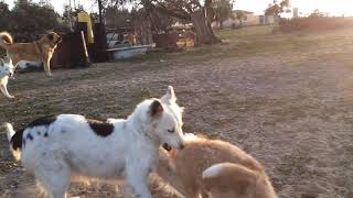 El mastin español y border collie de la Serena [upl. by Francklyn]