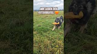 Die Hunde lieben ihn  und ich sowieso 😀 hunde [upl. by Meihar]