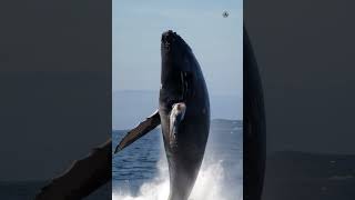 Majestic Whale Defies Gravity oceanicspectacle ocean WhaleWatching OceanMajesty naturewonder [upl. by Ashlen783]