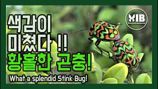 울긋불긋한 큰광대노린재의 화려한 색채는 정말 경이로운 색의 조합입니다색감이 미쳤다 라는 표현이 딱입니다 [upl. by Mendez]