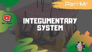 Integumentary System Song [upl. by Dede]