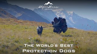 AlpinHaus The Worlds Best Protection Dogs [upl. by Hiroshi761]