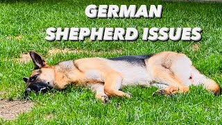 German Shepherd Issues  First Heat Cycle and Panosteitis Pain [upl. by Aitnahc804]