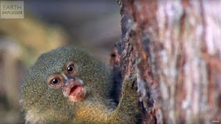 The CUTEST Animals In The World  BBC Earth Explore [upl. by Mahan]