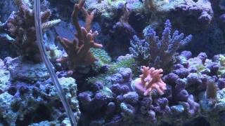 4 Ways to Remove Bubble Algae From Your Reef Tank [upl. by Okechuku]