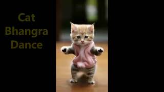 Funny cat dance🤣 [upl. by Aikemahs]