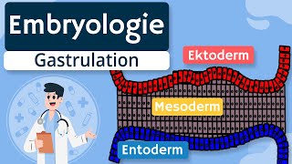 Embryologie  Gastrulation und Keimblätter einfach erklärt [upl. by Gladwin]