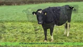 Available Immediately 30 Spring Calving Heifers in Ireland [upl. by Nalyorf]