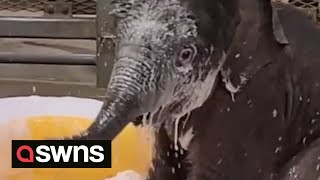 Adorable moment twin baby elephants share their first bubble bath  SWNS [upl. by Winson987]