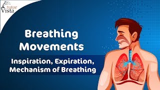 Breathing Movements  Inspiration Expiration Mechanism of Breathing [upl. by Enneire335]