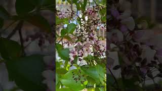 Indian Beech Tree Millettia pinnata Rare Live Plant seed2plant 🌱 [upl. by Tully]