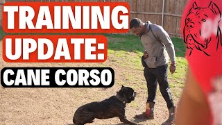 Cane Corso Training Update [upl. by Llerref]