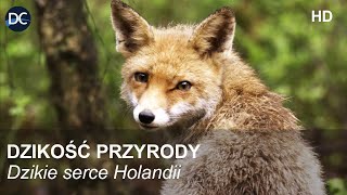 Dzikość przyrody  Dzikie serce Holandii  Film dokumentalny  Film przyrodniczy po polsku  HD [upl. by Horatia]