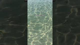 Una riunione di pesci puglia mare salento pesci sea trip vacanze vlog shorts spiaggia [upl. by Oigaib975]