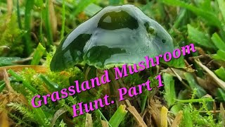 Grassland Mushroom Hunt Part 1 [upl. by Juley]