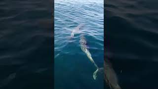 Resident bottlenose dolphins DDI Trinidad amp Tobago 542024 2 of 4 dolphin dolphins [upl. by Eisnil]