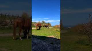 Olympe une pouliche vrmmmmequitation🐴 [upl. by Esinaej]