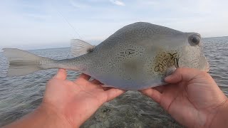 Buffalo Trunkfish Caught On A Jig While Flats Fishing In The Florida Keys [upl. by Jarietta]