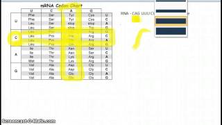 Reading a Codon Chart [upl. by Ikkiv]