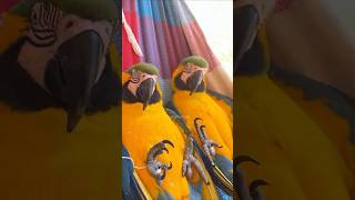 Macaws  Talking Macaws birds shorts macaw [upl. by Garth996]