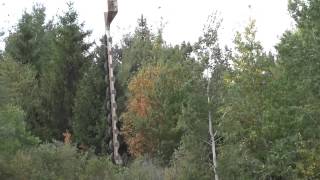 Trimming trees by power line with helicopter [upl. by Adnawahs]