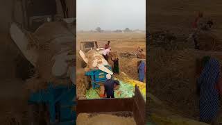 dhan nikal li aaj dhankheti agriculture dhaan farming villagelife [upl. by Sarazen]