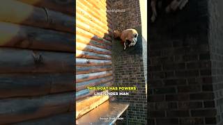 This Goat Defies Gravity and Climbs A Dam [upl. by O'Connor]