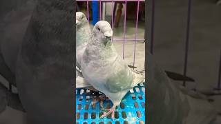 Rare color ASR pigeons opal whitebar viralvideos ytshorts shortvideos [upl. by Suriaj743]