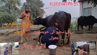 Neeli ki top buffalo for sale Okara Animal TV 0300457625230102024 لوکیشن پاکپتن شریف لائیو چوائی [upl. by Rosane]