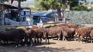 🇹🇷ZWARTBLES KOYUNU 2024 YILI satış bilgilendirdim [upl. by Rj]