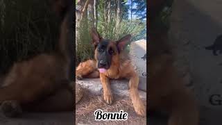 Bonnie vom Mittelwest WB  Discounted Female German Shepherd [upl. by Brunhilde797]